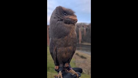 amazing bird