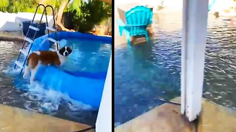 Dog Chooses Chaos