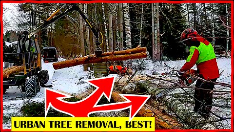 Urban Tree Removal at Its Best: 8 Trees, Tight Space, Big Machines