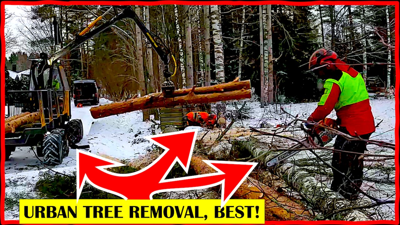Urban Tree Removal at Its Best: 8 Trees, Tight Space, Big Machines
