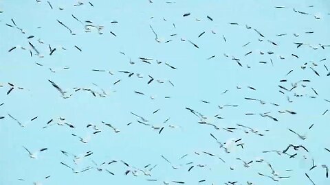 Freezout Lake water levels effect bird migration