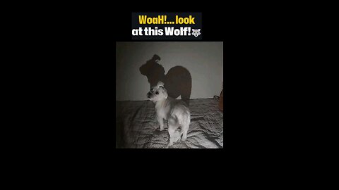Frozen by the Beat 🐶🎶 Shadow Turns Into a Wolf!