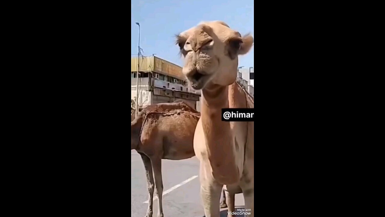 Ek number ka Laundiya Baj hai😂