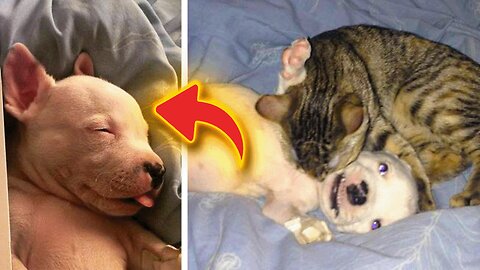 Pit Bull Puppy Rescued And Adopted By Cats After His Mom Tried To Eat Him!
