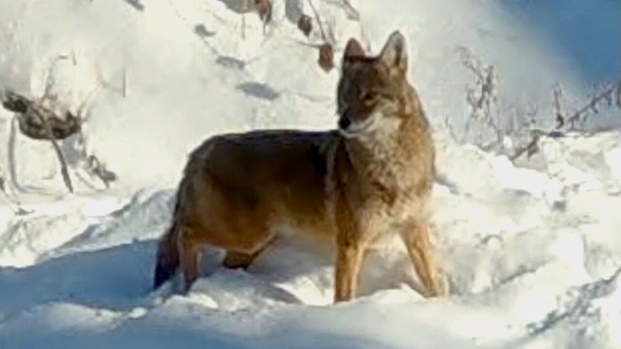 Coyote Looking Around in the Snow