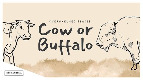 Overwhelmed Series: Cow or Buffalo // August 24, 2025!