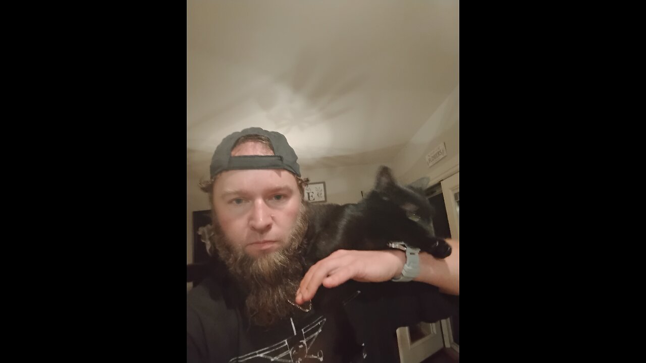 how to tame a wild cat or any wild animal to be your friend