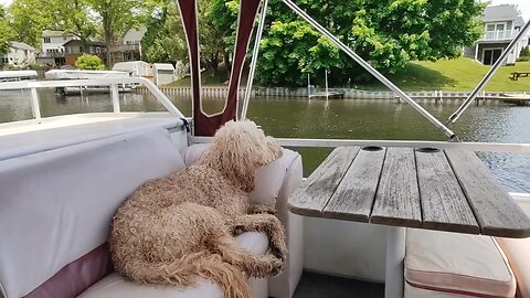Yoshi has a better life than 99% of people 100 years ago...