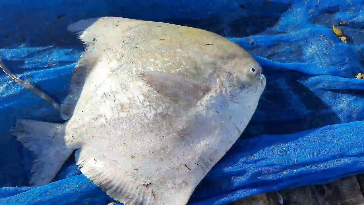 Pomfret fishing 🎣 #trending