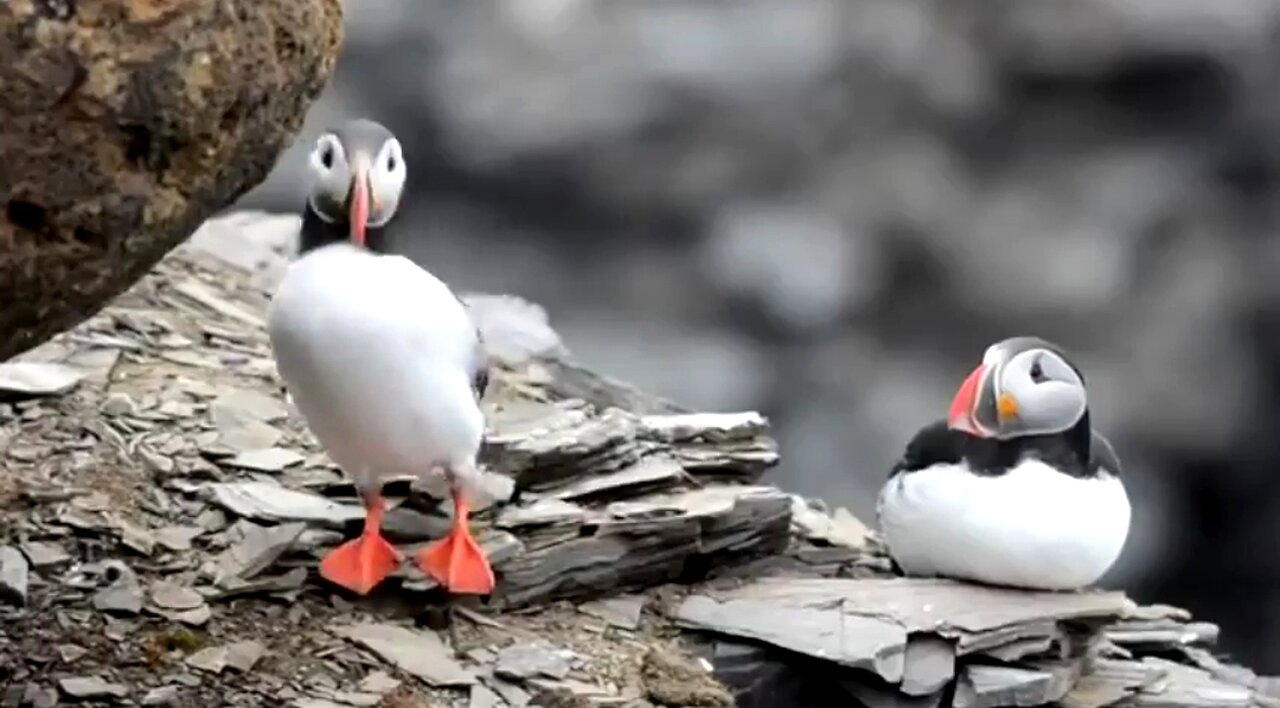 TRUE FACTS: MATING DANCE OF THE PUFFIN 😊