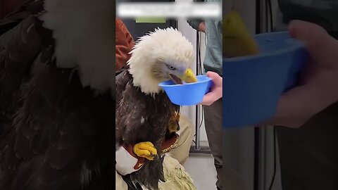 Eagle fell from the sky and the man saved him