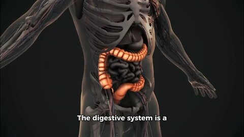 Digestive system definition