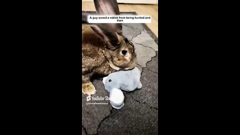 guy rescues rabbit than this happen