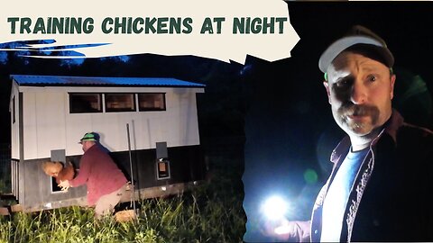 Training Hens to Go in at Night: Here’s How It’s Going (Hint: Not Easy!)