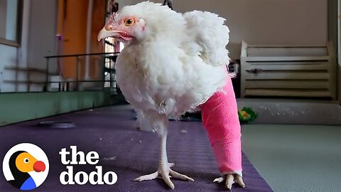 Chicken With A Backwards Leg Is So Determined To Walk Again | The Dodo