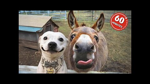 1 Hour Of Funniest Animals in the World Ever 🤣 Funny ANIMALS Video 2025
