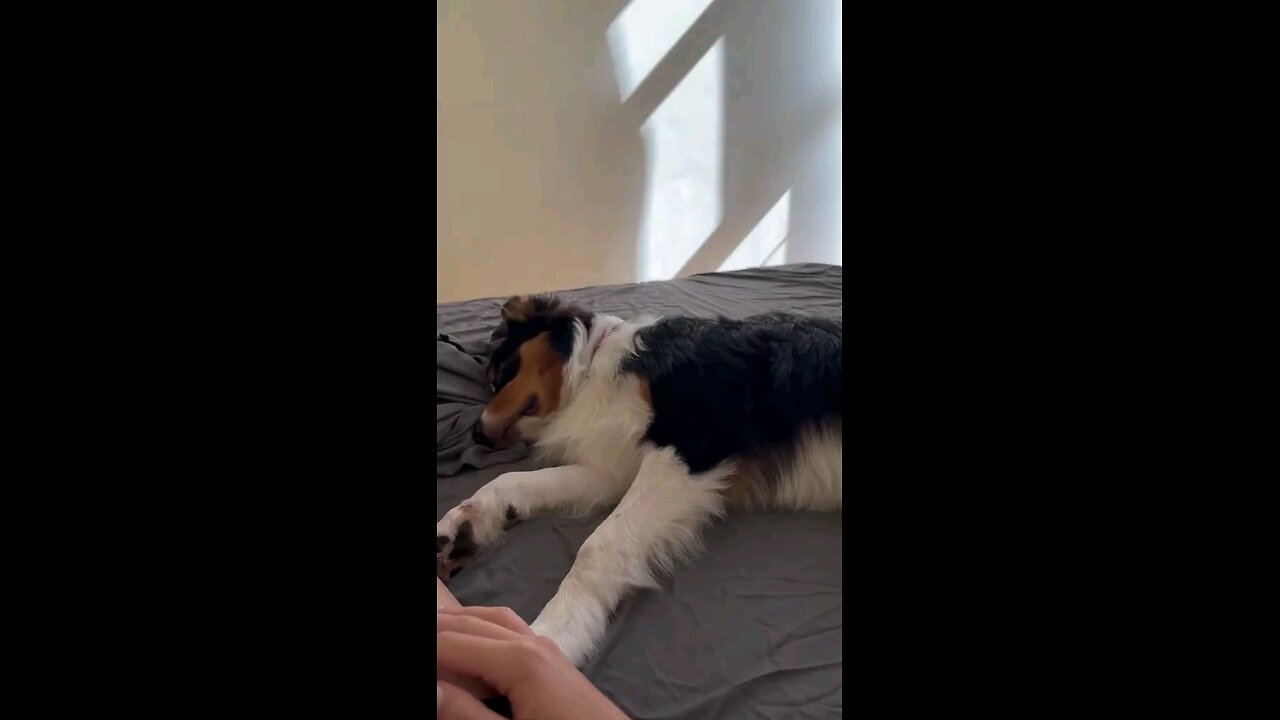 dogs enjoying