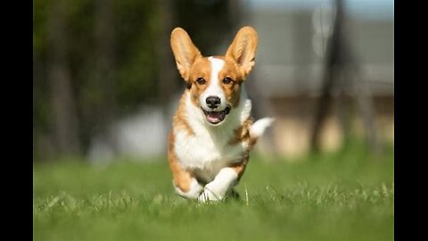 A Dog's Sensitivity- With Nina Fatara
