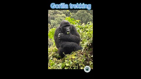 Gorilla trekking in Uganda