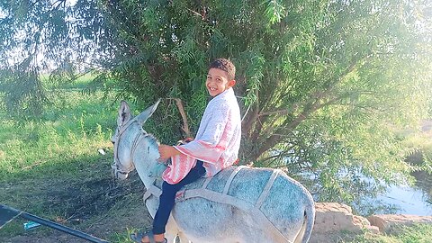 "Pure Joy in the Village: Nature, a Donkey & Simple Life in Egypt 🇪🇬🌿"