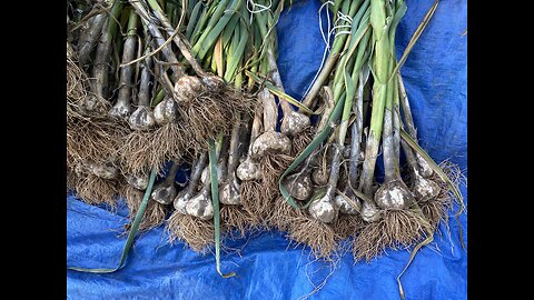 2025 Garlic Havest(HARDNECK)