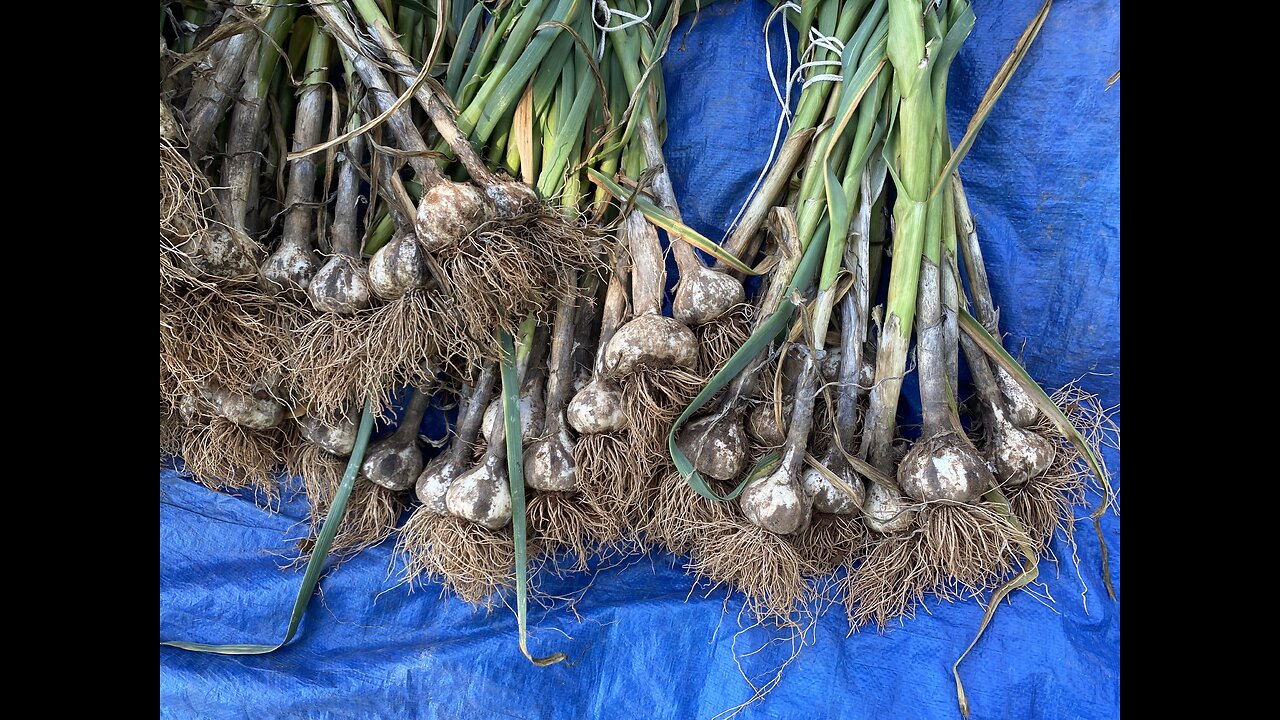 2025 Garlic Havest(HARDNECK)