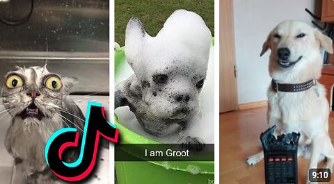 😂 Funniest TIKTOk Dogs and TIKTOK Cats 😹 - Try Not To Laugh with TikTok Animals | Pets Keen