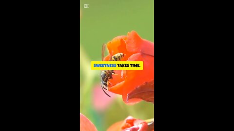 Sweetness Takes Time: The Powerful Work Ethic of Bees That Inspires Success