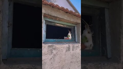 Rabbit looks at the scenery outside the window. Cute pet. Rabbit. Cute little pastoral pet.
