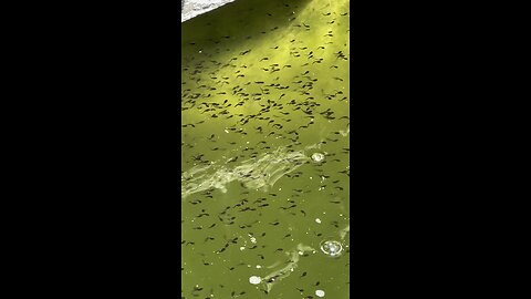 Little frogs