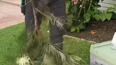 I dropped this Mega Bee Swarm!