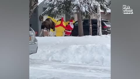 Crazy Animals Destroying Things _ Funny Animal Fails