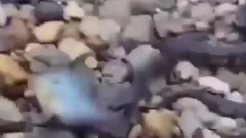 Save This Fish