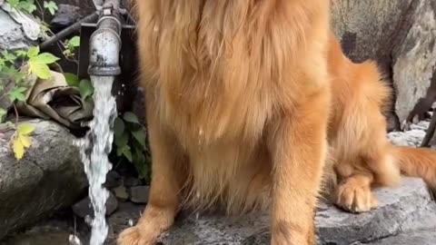 Water is delicious during summer 🏝️🌞 #puppy #dog #goldenretriever