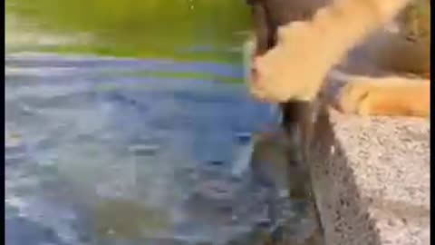 Cat 😺 is very talented 🤩