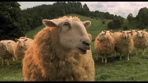 16. Babe (79) Movie CLIP - The Sheep Password (1995) HD