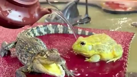Aww 🥰 🐸💚