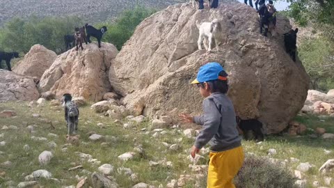 Radmehr calls the baby goats and wants to play with them.