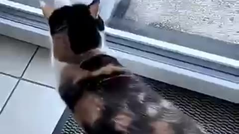 Funny Animal Videos