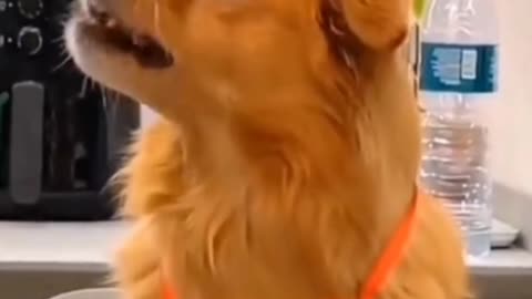 #fyp #funnymoments #respect #rumble #funyy_videos#dog #funnymoments #fyp