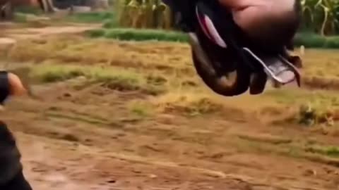 भैंस भी बाइक चालाने लगी