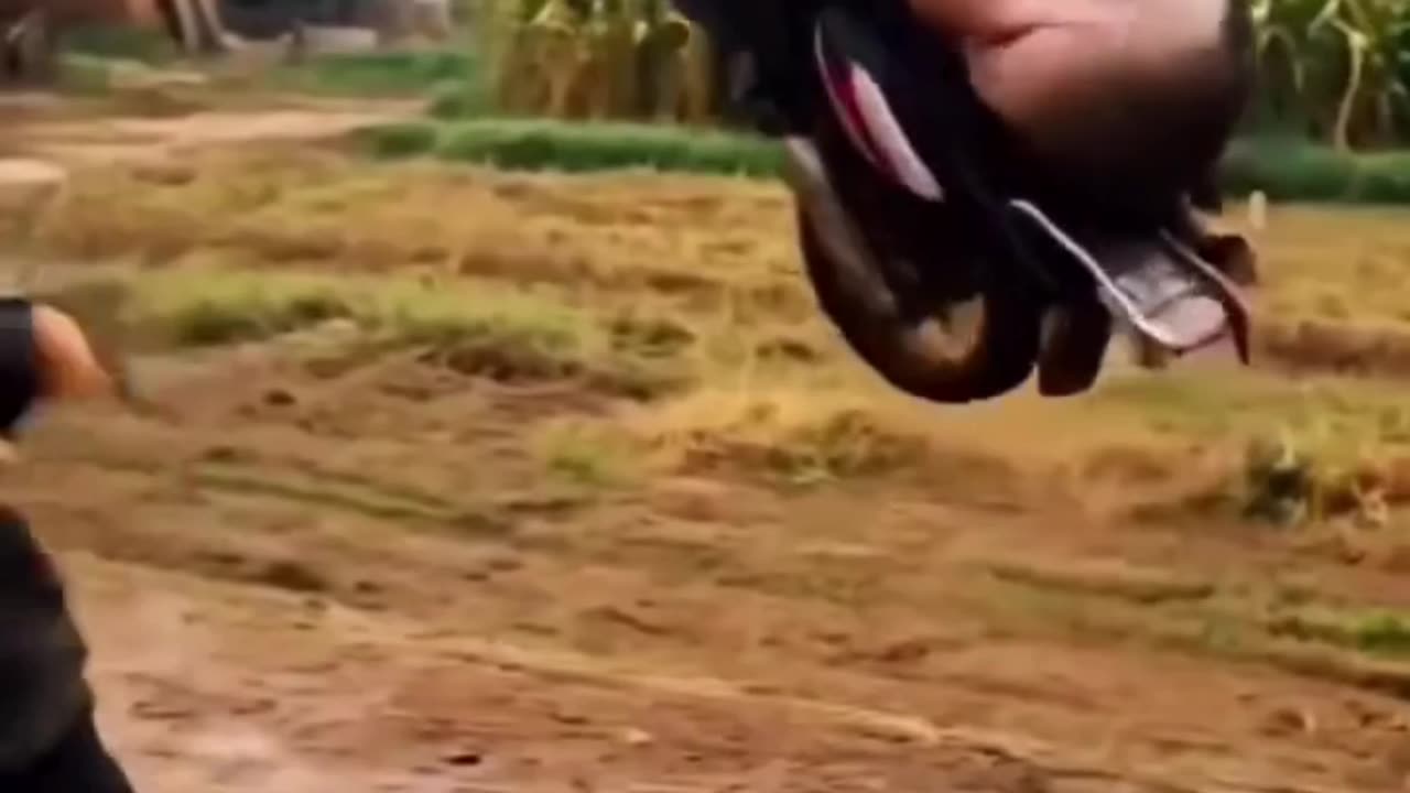 भैंस भी बाइक चालाने लगी