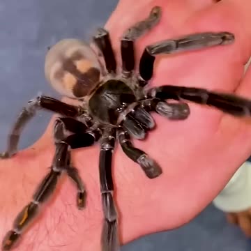 From Day 1 to Day 100: Watch This Animal's Incredible Growth! #animaljourney #beautifulnature