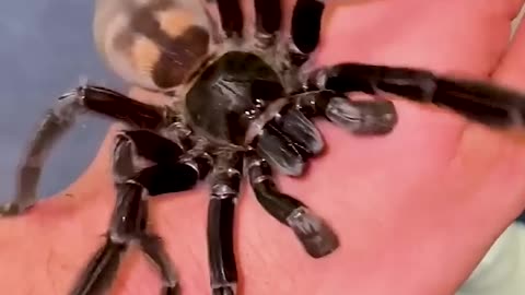 From Day 1 to Day 100: Watch This Animal's Incredible Growth! #animaljourney #beautifulnature