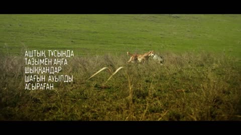 ҚАЗАҚЫ ЖҮЙРІК ТАЗЫ
