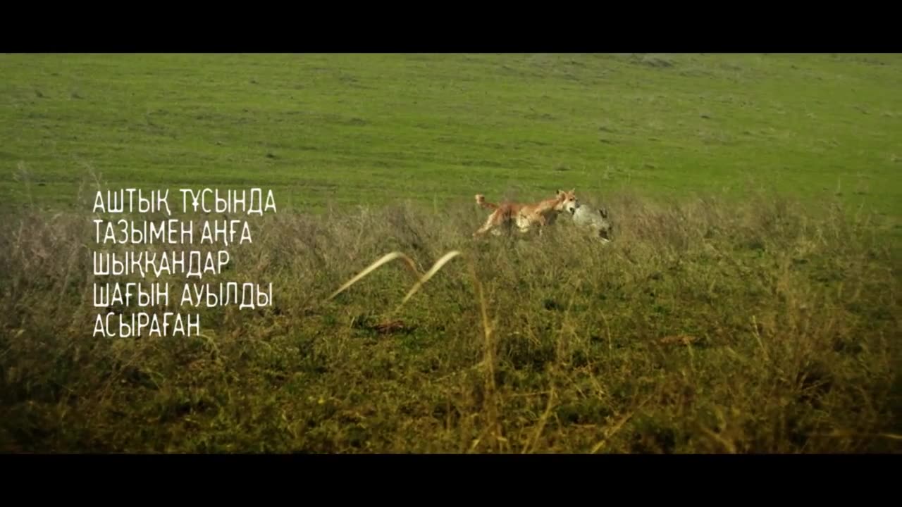 ҚАЗАҚЫ ЖҮЙРІК ТАЗЫ