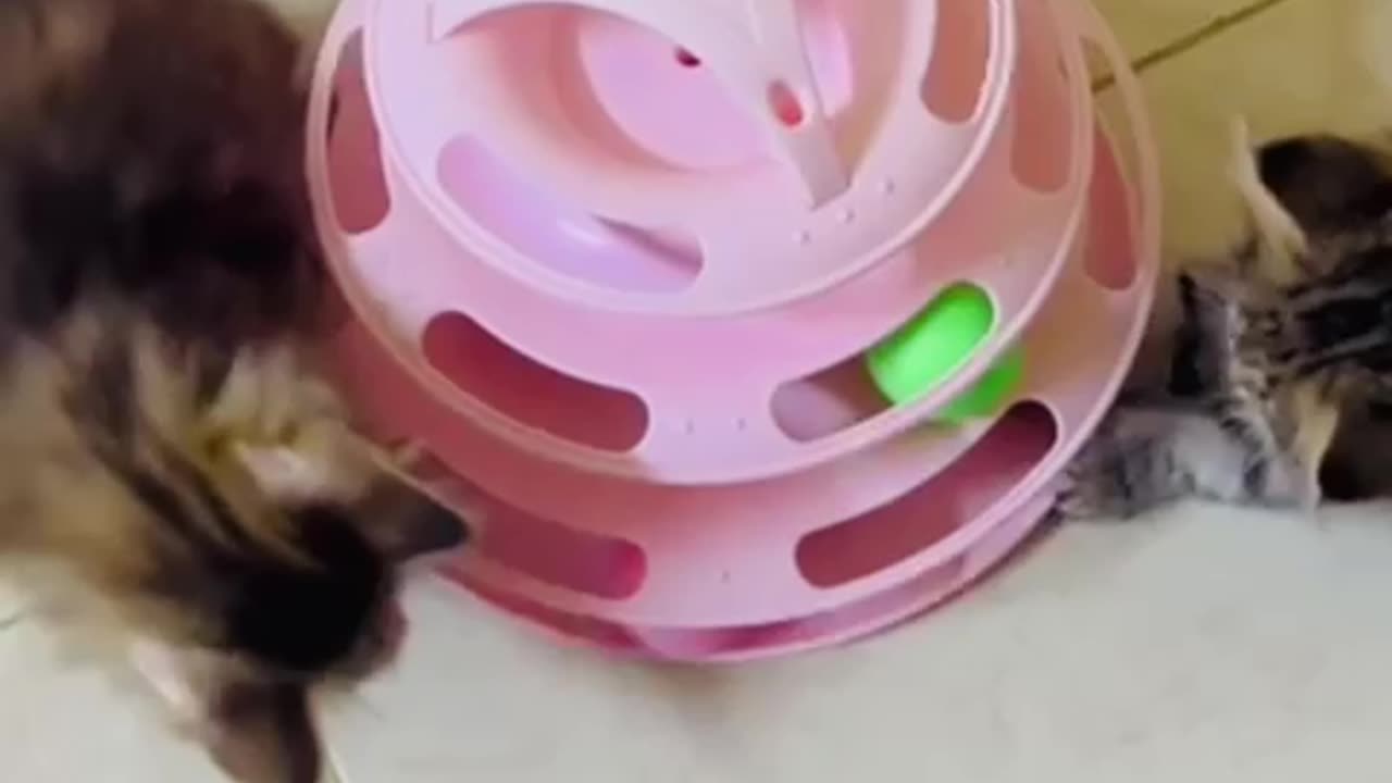 Kittens playing