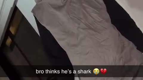 Incredible: bro is not a shark #trending #capri #viral #piper #shorts