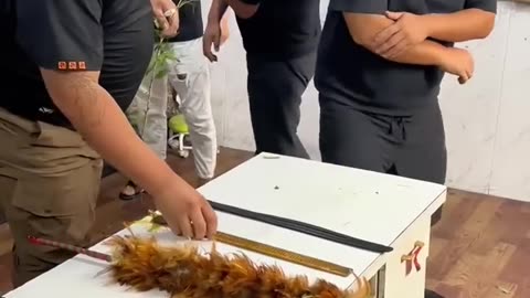 Screaming chicken reactivity challenge: sacking men s simple happy reaction challenge Screaming