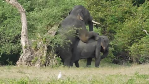Elephants mating